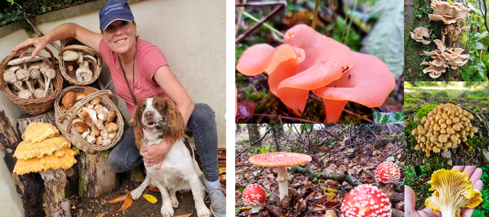 Gourmet Gatherings mushrooms